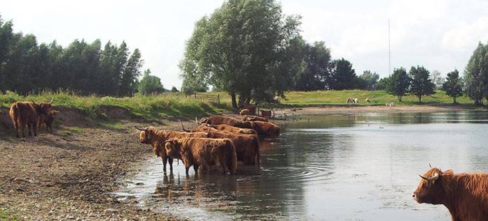 Schotse Hooglanders aan de waterkant.