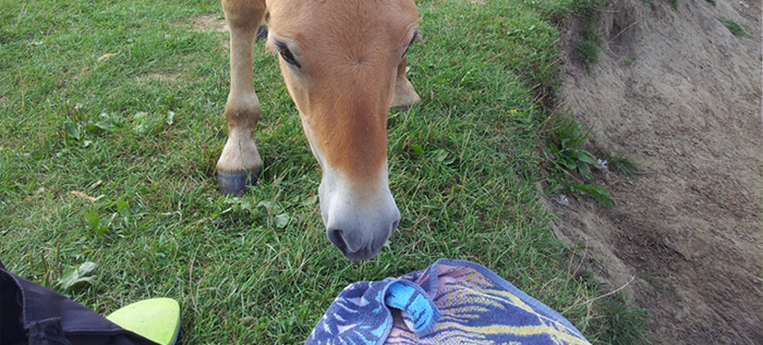 Fjordenpaard snuffelt aan mijn badlaken.